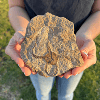 Image 2 of Geocoma Carinata