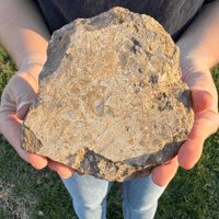 Image 1 of Geocoma Carinata