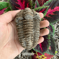 Image 2 of Moroccan Trilobites