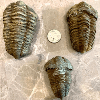 Image 1 of Moroccan Trilobites