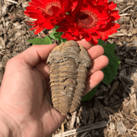 Image 3 of Moroccan Trilobites