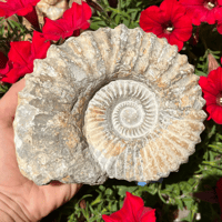 Image 2 of Raw Ammonite