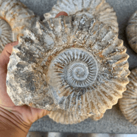 Image 3 of Raw Ammonite