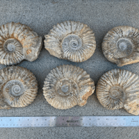 Image 1 of Raw Ammonite