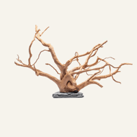 Image 1 of Spider Wood