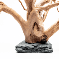 Image 2 of Spider Wood