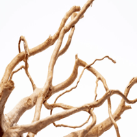 Image 3 of Spider Wood