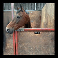 Image 2 of Black Hello Horse Stable Plate – Includes Lifetime Subscription