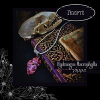 Image 5 of ☽ Hydrangea Macrophylla ☾