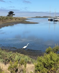 Image 4 of Morro Bay Estuary