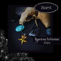 Image 2 of ☽ Hypericum Perforatum ☾