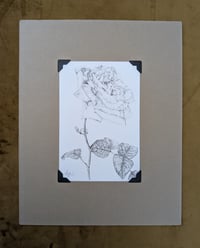 Image 2 of NEW! - Botanical Ink Giclée Prints - Mounted and Signed