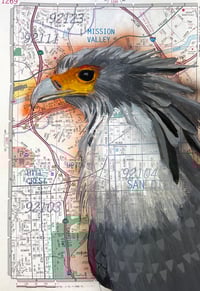 San Diego Secretarybird