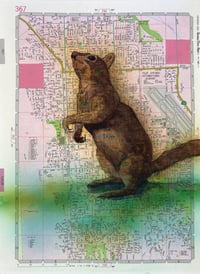 Palm Springs Squirrel