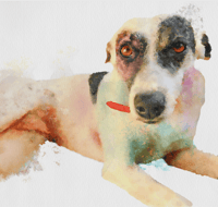 Image 5 of Pet Portrait Digital