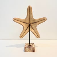 Image 5 of Grande étoile de mer naturelle Protoreaster Nodosus sur socle en marbre rose.