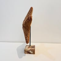 Image 6 of Grande étoile de mer naturelle Protoreaster Nodosus sur socle en marbre rose.