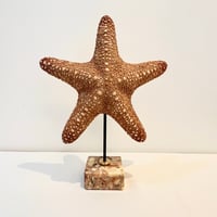 Image 1 of Grande étoile de mer naturelle Protoreaster Nodosus sur socle en marbre rose.