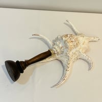 Image 10 of Coquillage Harpago Chiragra sur socle en bois tourné style fin XIXe