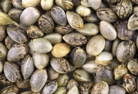 Regular Seeds for Growing