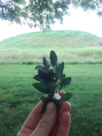 midnight sun 🛸 time travel tonic