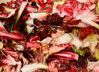 Image 1 of Live Plants - Fall Veggies