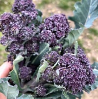 Image 2 of Live Plants - Fall Veggies