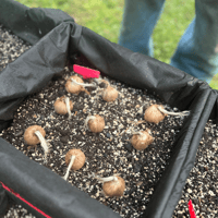 Image 3 of Saffron Milk Crates