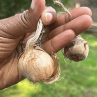 Image 4 of Saffron Milk Crates