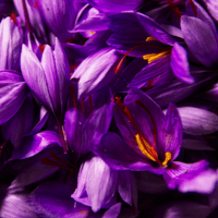 Image 3 of Saffron Petal Loose Tea