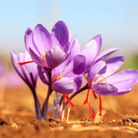 Image 4 of Saffron Petal Loose Tea