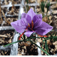 Image 2 of Saffron Petal Loose Tea