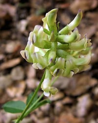 Forest Scurf Pea : Rupertia physodes