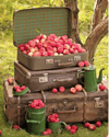 Apple orchard children's mini 10/4