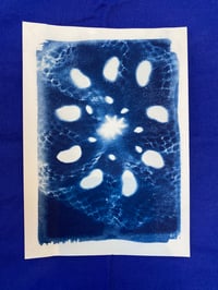 Catch (Cyanotype)