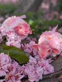 Image 2 of Baalossom