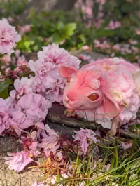 Image 4 of Baalossom