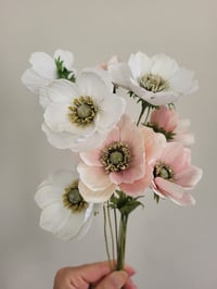 Image 2 of Japanese Anemone Paper Flower Tutorial