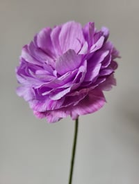 Image 4 of Open Ranunculus Paper Flower Tutorial