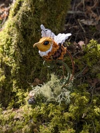 Image 3 of Long-Tailed Honeydrones