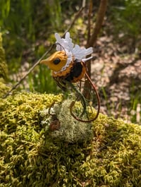 Image 4 of Long-Tailed Honeydrones