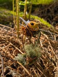 Image 5 of Long-Tailed Honeydrones
