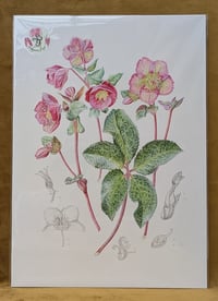 Image 3 of NEW! - A3 Giclée Photo Rag  Botanical Prints