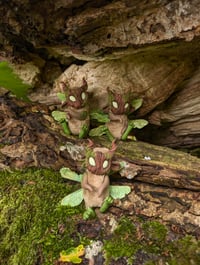 Image 1 of Sycamore Fairies