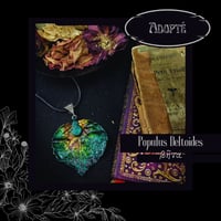 Image 2 of ☽ Populus Deltoides ☾