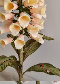 Image 4 of Paper Flower Foxglove - Peach/ Pink