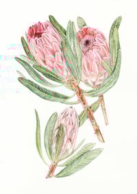 Image 5 of NEW! - A3 Giclée Photo Rag  Botanical Prints