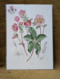 Image 3 of A4 Special Edition Signed & Numbered Hemp Prints