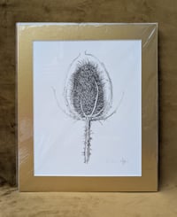 Image 2 of NEW! - Gold Mounted A4 Special Edition Signed & Numbered Hemp Giclée Prints