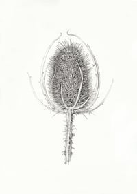 Image 3 of NEW! - Gold Mounted A4 Special Edition Signed & Numbered Hemp Giclée Prints